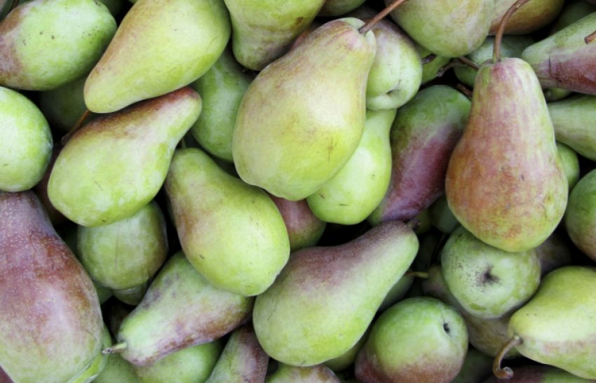 Урожай груші Парижанка