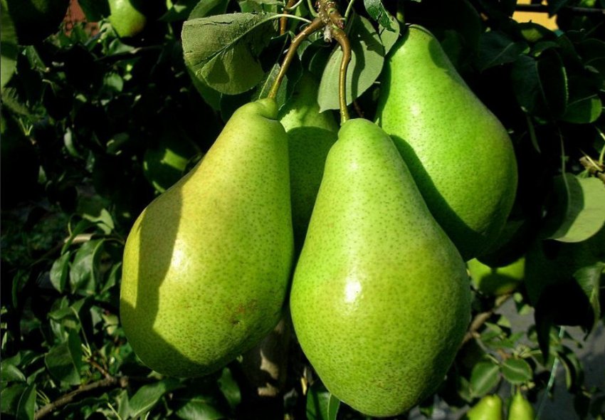 Збір врожаю груші сорту Листопадова зимова