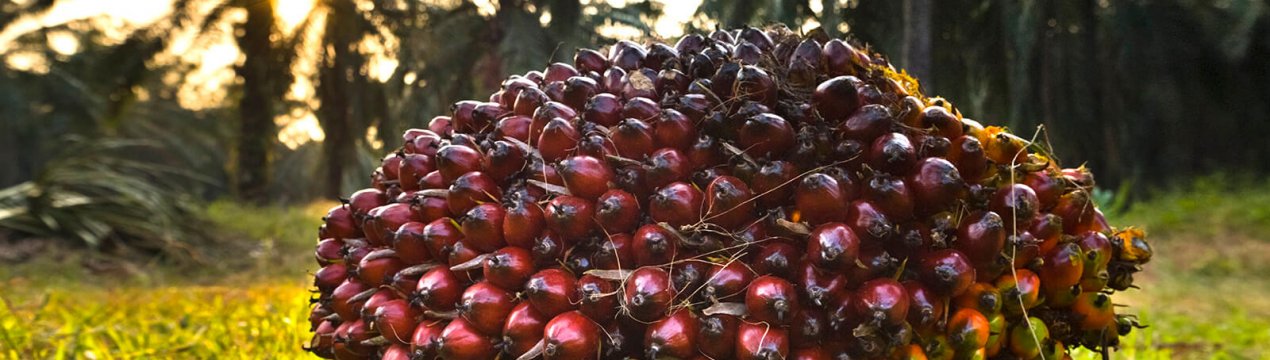 Експерти прогнозують зростання світових цін на пальмову олію