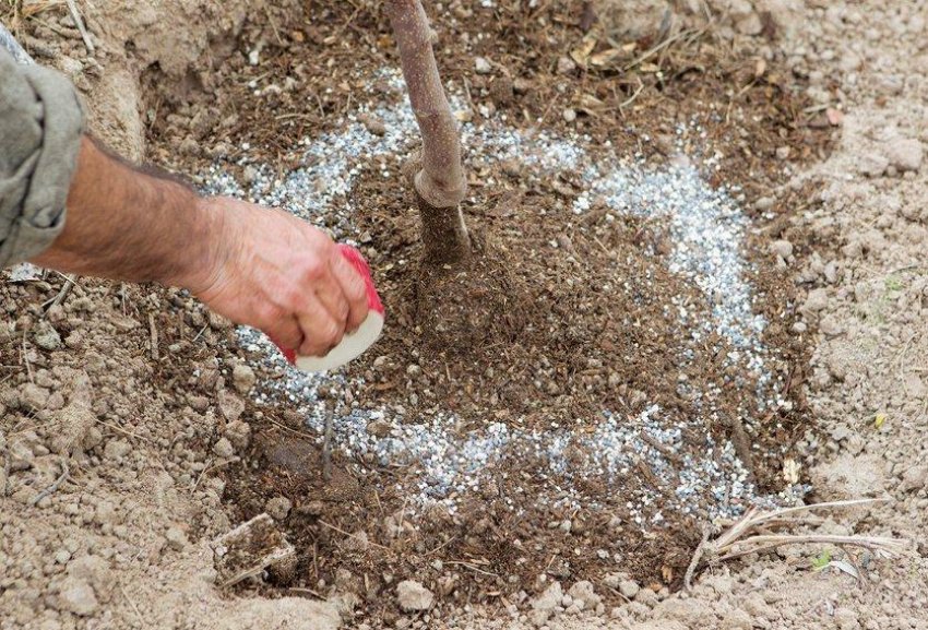 Внесення добрива по периметру крони