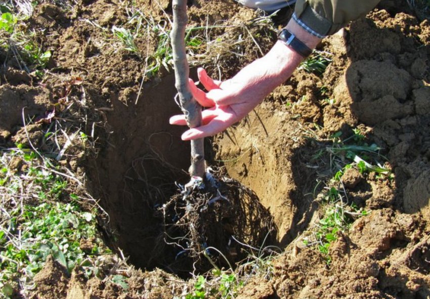 Висадка саджанців груші Висадка саджанців груші