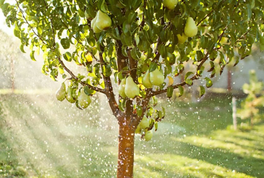 Полив методом дощування Полив методом дощування