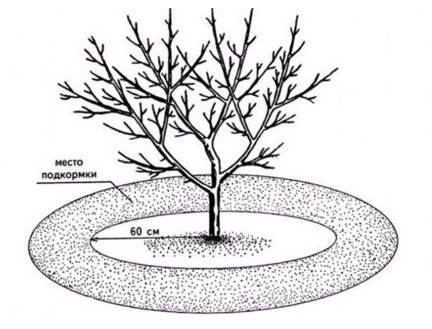 Підживлення груші Підживлення груші