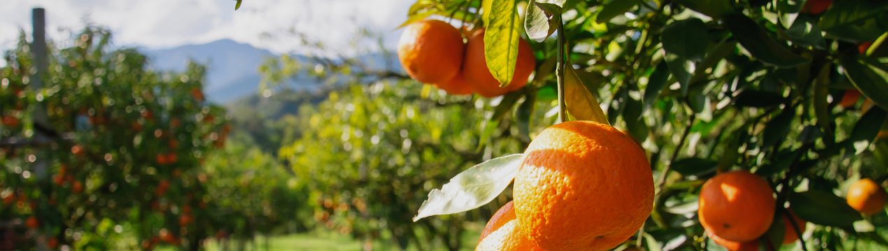 В Іспанії безкоштовно роздано 4 тонни апельсинів