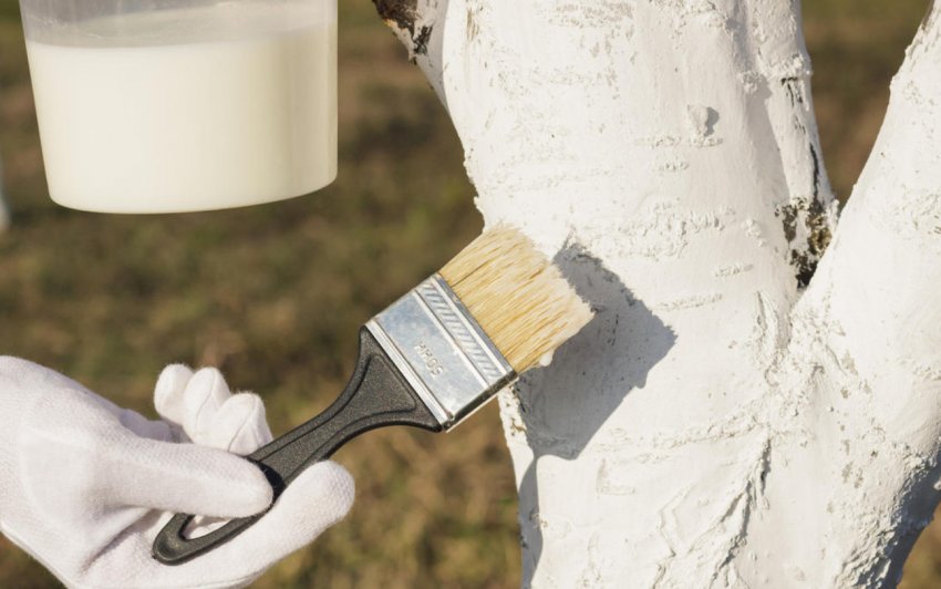 Підготовка груші до зими Підготовка груші до зими