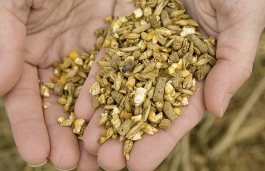 Комбікорм для качок