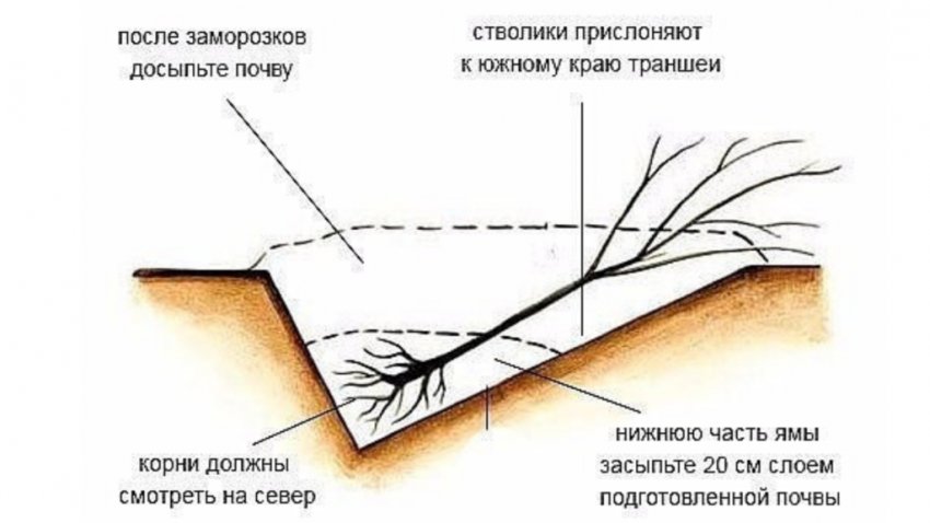 Прикопка саджанця під кутом Прикопка саджанця під кутом