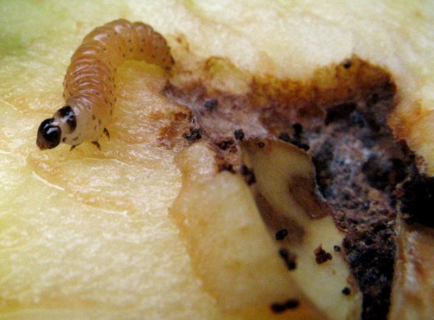 Плодожерка Плодожерка