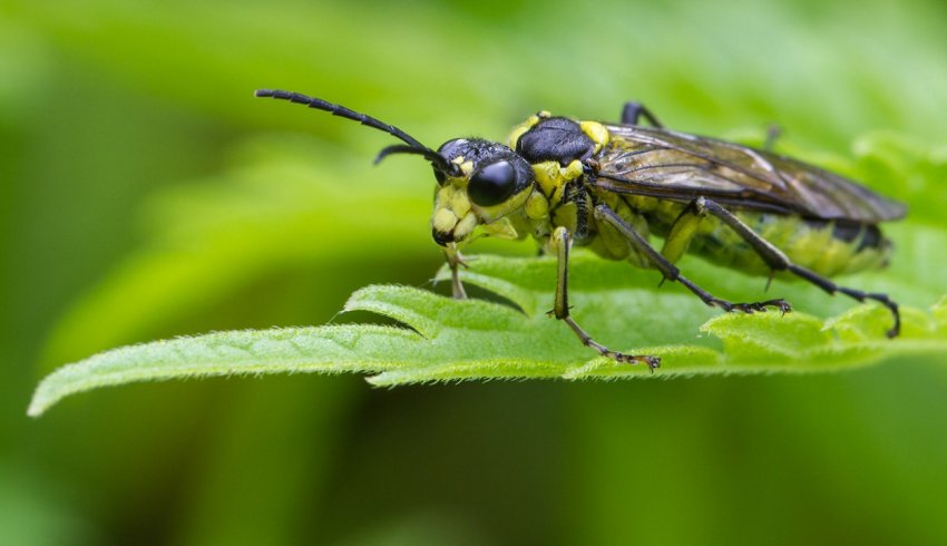 Пильщик Пильщик