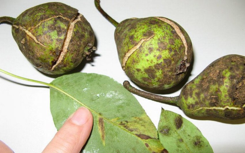 Парша на листках і плодах груші Парша на листках і плодах груші