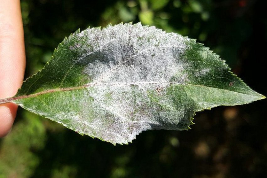 Борошниста роса на листку груші Борошниста роса на листку груші