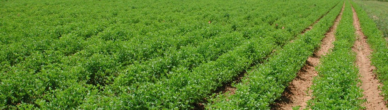 Європейський Союз допоможе Молдові у розвитку агросектору