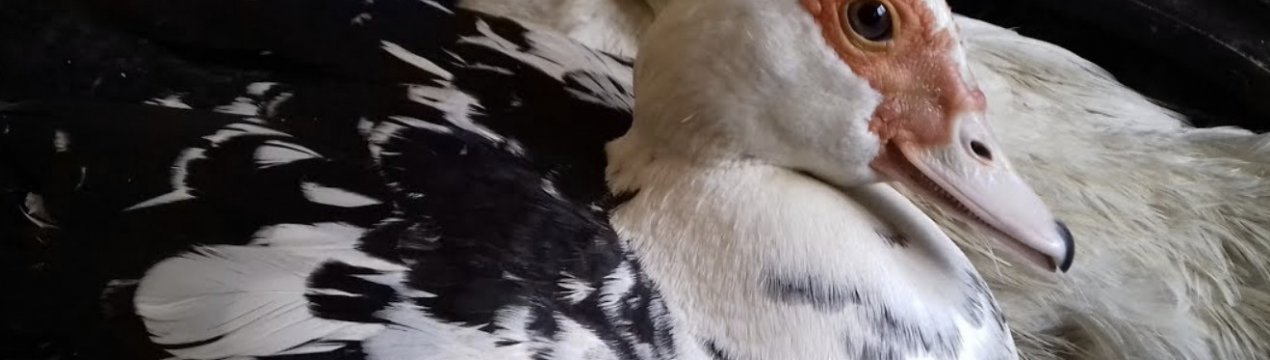 Чим годувати мускусних качок