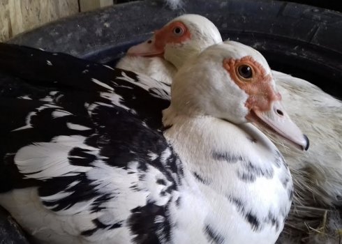 Чим годувати мускусних качок