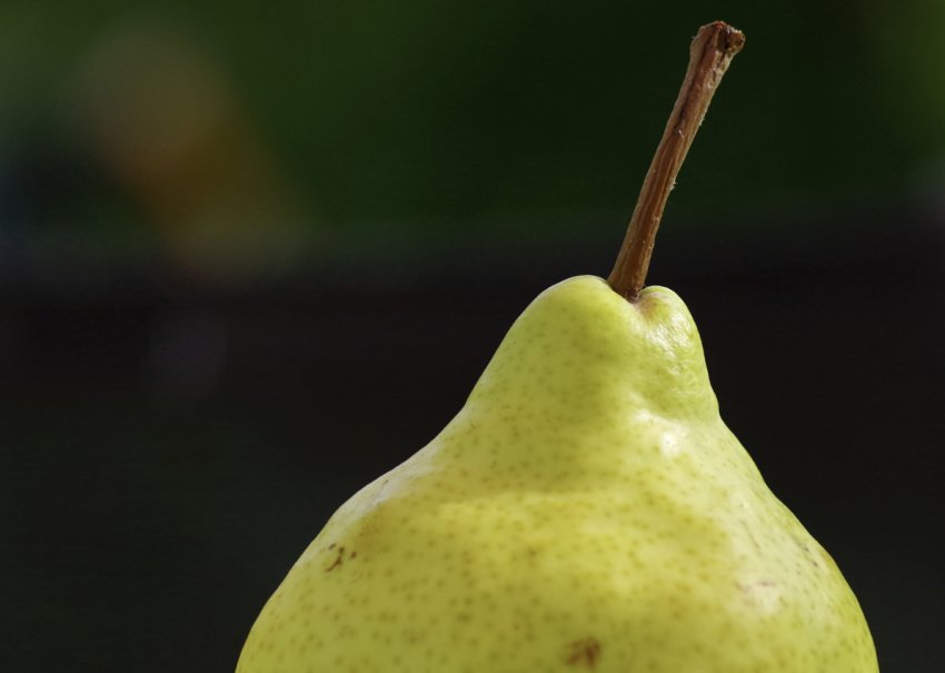 Плодоніжка груші