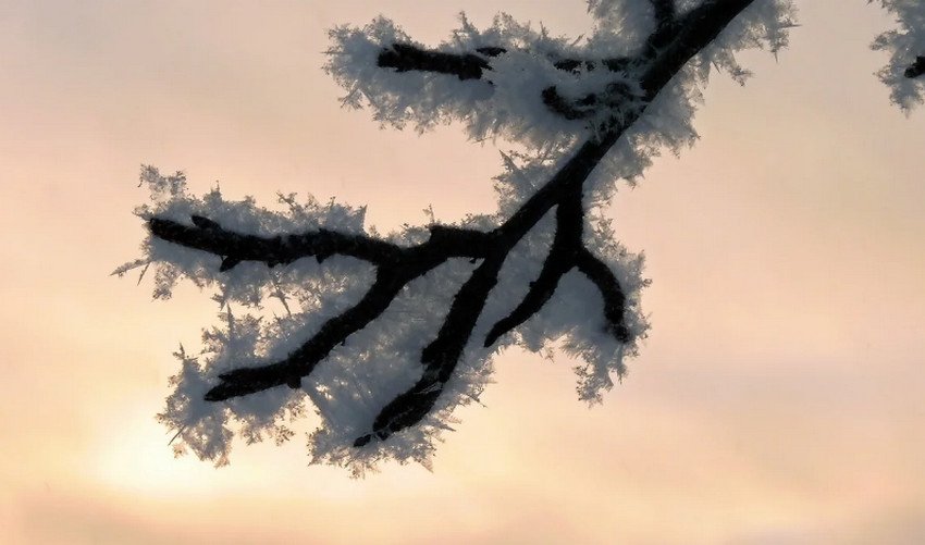 Гілка груші