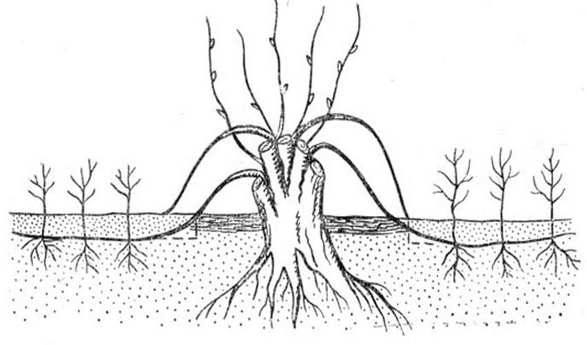 Розмноження відводками Розмноження відводками