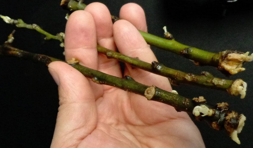 Розмноження зеленими живцями Розмноження зеленими живцями