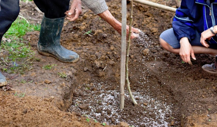 Підживлення груші Підживлення груші