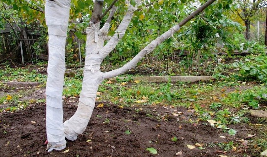 Підготовка груші до зими Підготовка груші до зими