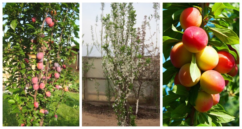 Колоновидна зливу Колоновидна зливу