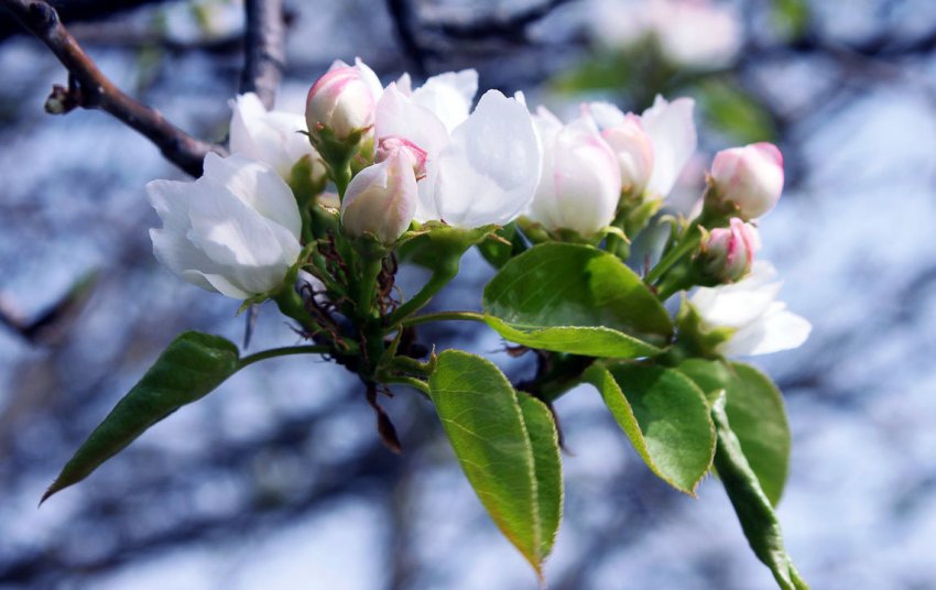 Цвітіння груші Цвітіння груші