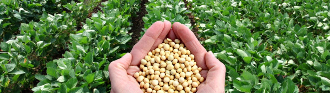 У Китаї подумують про розширення площ під олійні культури