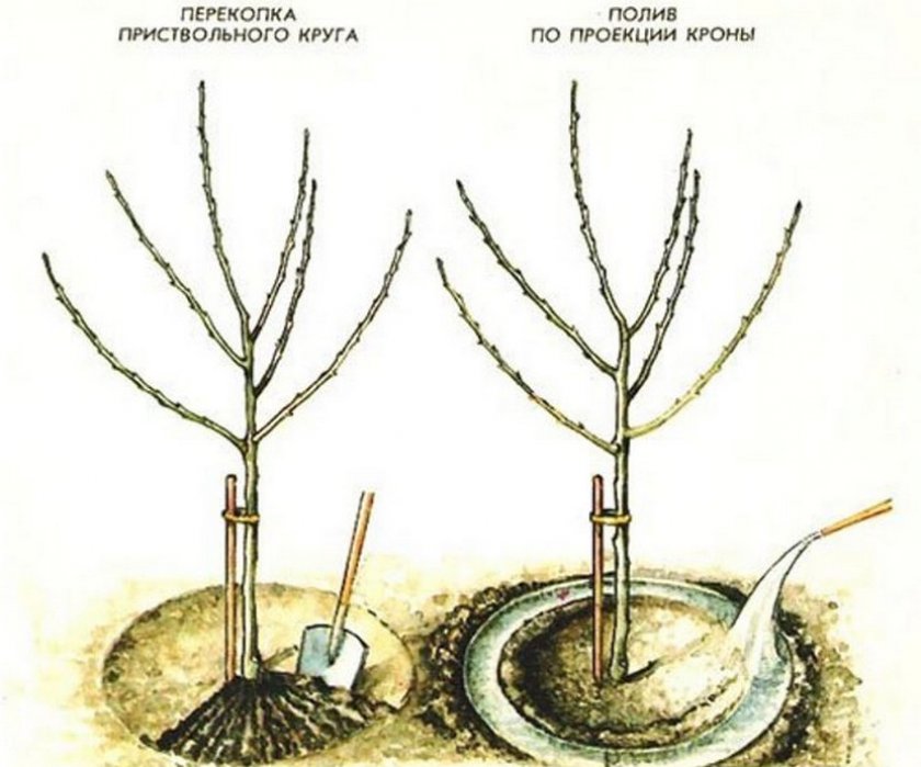 Схема полива груши Схема полива груши