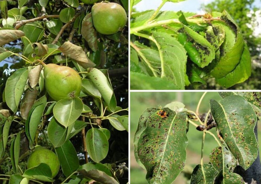 Попелиця на груші Попелиця на груші