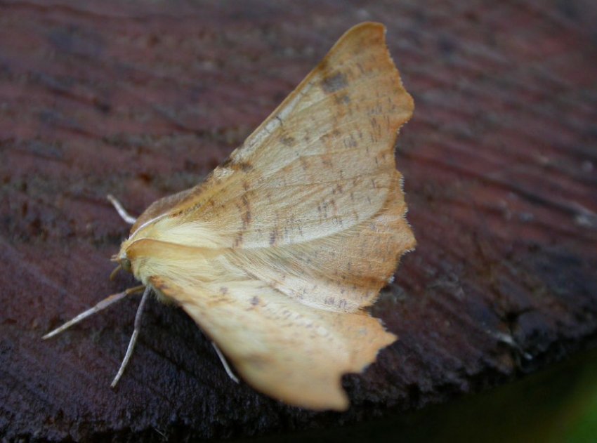 Пяденица Пяденица