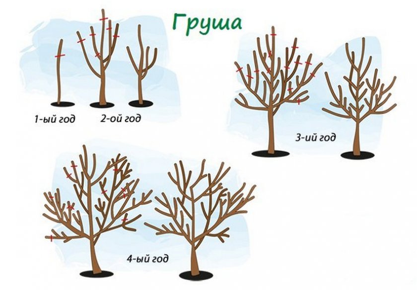Обрезка груши Обрезка груши