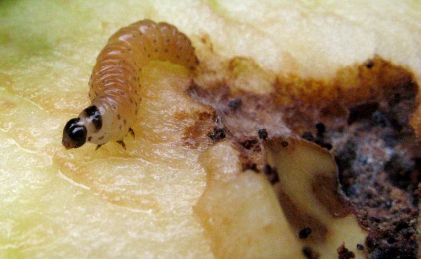 Грушева плодожерка Грушева плодожерка