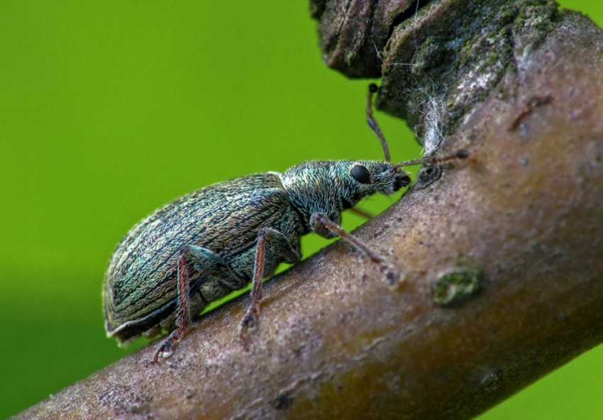 Довгоносик Довгоносик