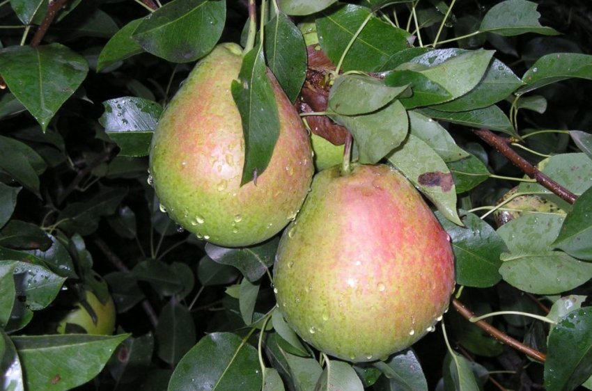 Груша сорту Тихий Дон Груша сорту Тихий Дон