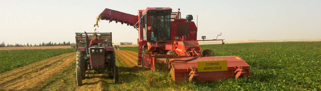 Єгипет нарощує виробництво цукрових буряків