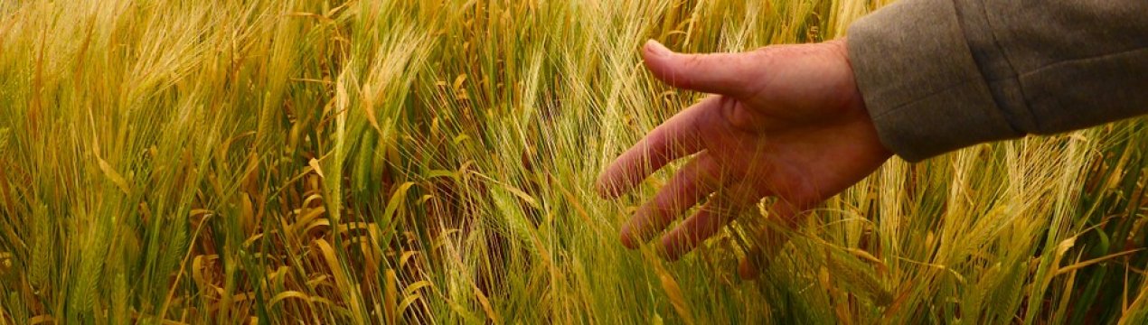 Компанія з Львівської області планує продавати Туреччині органічні продукти