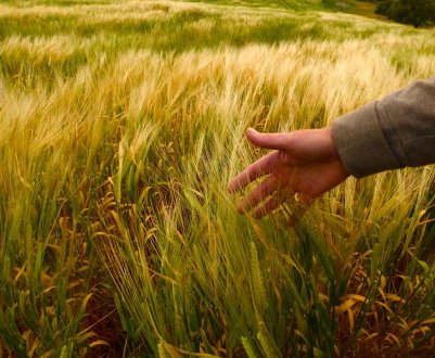 Компанія з Львівської області планує продавати Туреччині органічні продукти