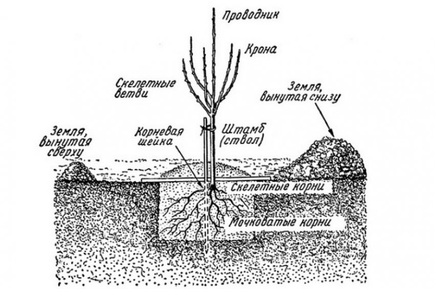 Схема посадки груші Схема посадки груші