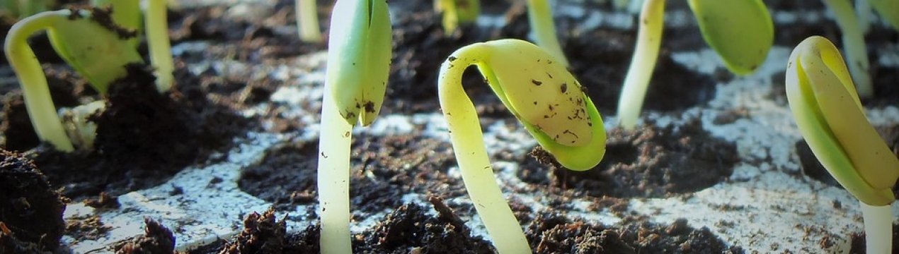 Пророщені зерна – новий фуд-тренд Вінниці