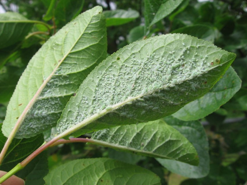 Попелиця ні листках сливи Попелиця ні листках сливи