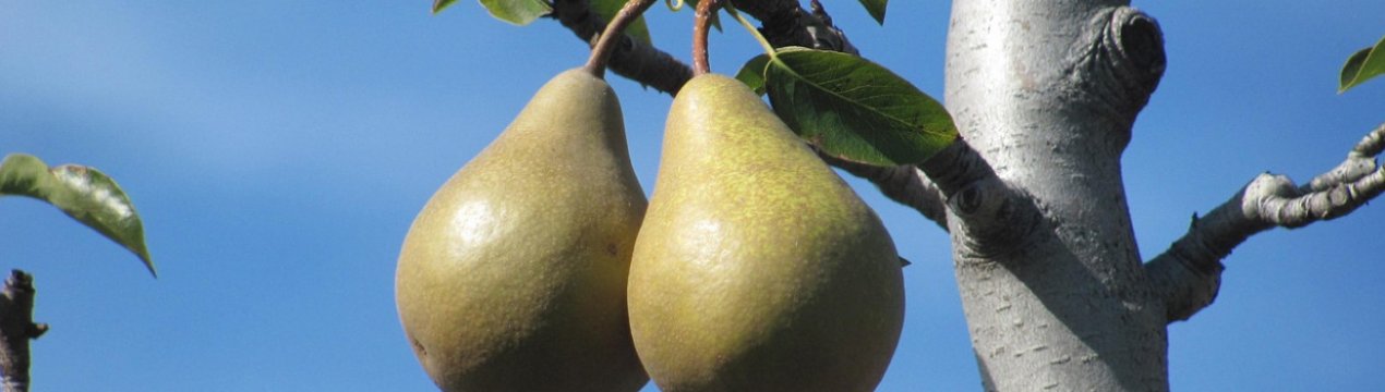 Як змусити грушу цвісти і плодоносити?