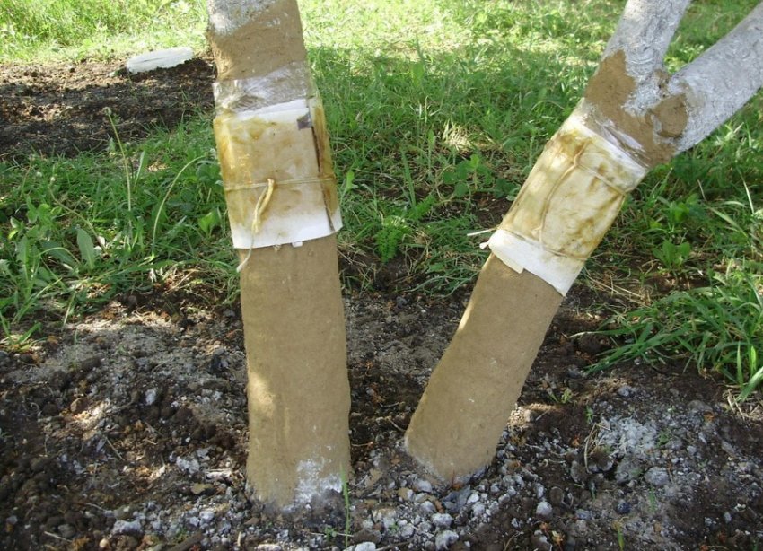 Ловчі пояси для мурашок на дереві Ловчі пояси для мурашок на дереві