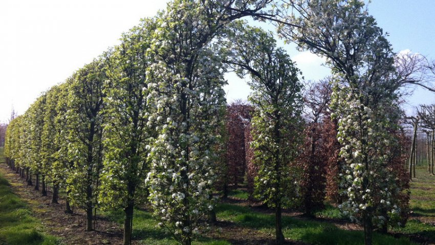 Груша Кальера Шантиклер Груша Кальера Шантиклер