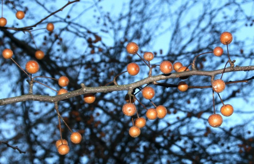 Груша Каллери Бредфорд Груша Каллери Бредфорд