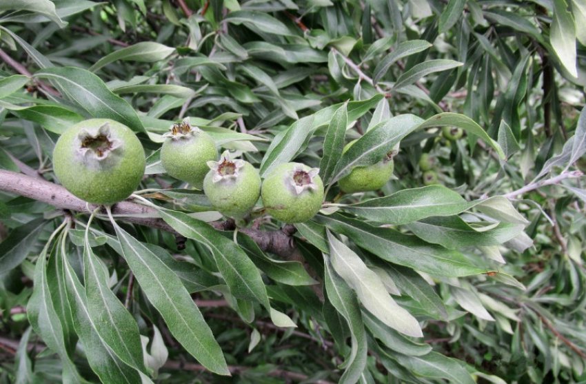 Верболистна груша Верболистна груша