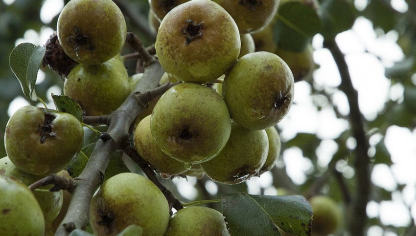 Груша Біч Хілл Груша Біч Хілл