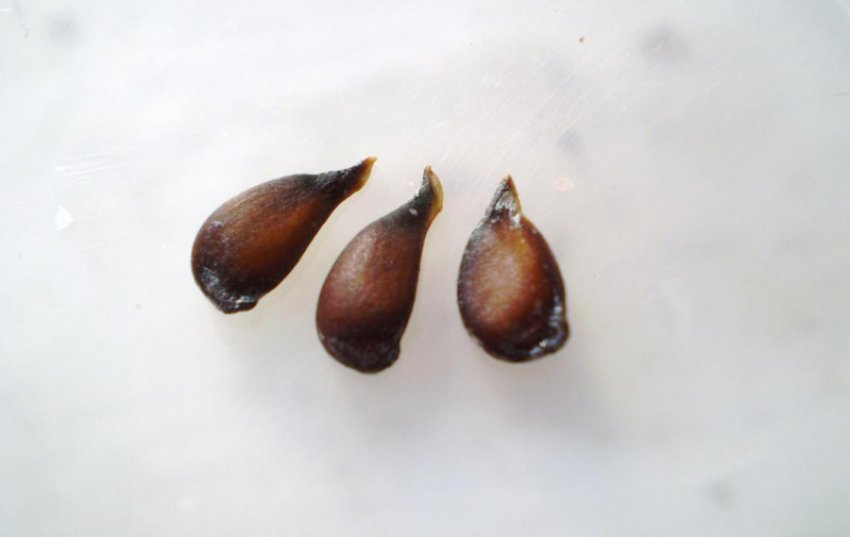 Насіння груші Насіння груші