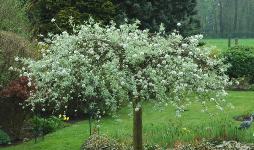 Декоративна груша Декоративна груша