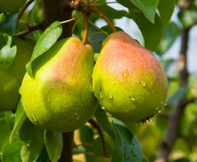 Сорт груші Деканка дю Коміс — опис і характеристика, особливості успішного вирощування