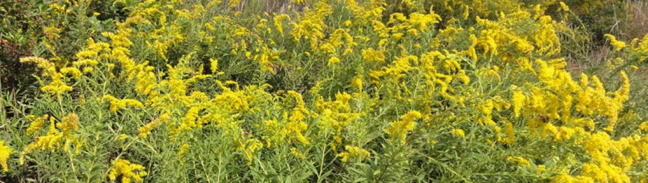 Амброзія захоплює Україну: виявлені нові вогнища в 11 областях